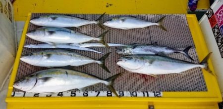 火遠理丸(ほおりまる) 釣果