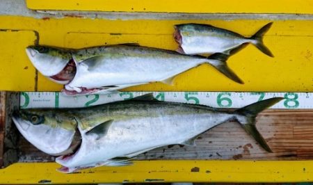 火遠理丸(ほおりまる) 釣果