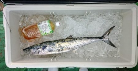 火遠理丸(ほおりまる) 釣果