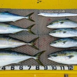 火遠理丸(ほおりまる) 釣果