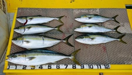 火遠理丸(ほおりまる) 釣果