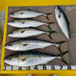 火遠理丸(ほおりまる) 釣果