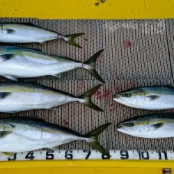 火遠理丸(ほおりまる) 釣果