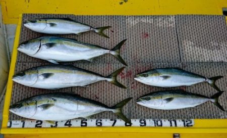 火遠理丸(ほおりまる) 釣果