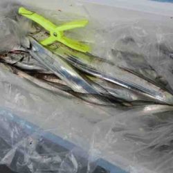 遊漁船 セトマリン 釣果