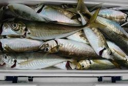 久里浜黒川本家 釣果