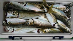 久里浜黒川本家 釣果