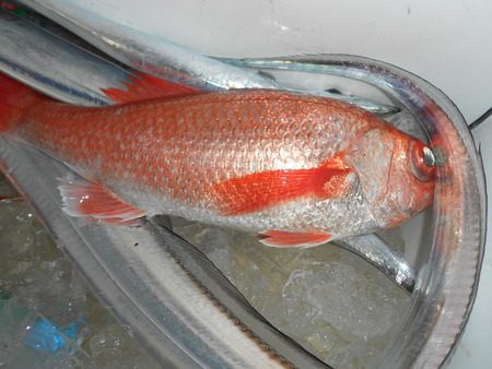 こうゆう丸 釣果