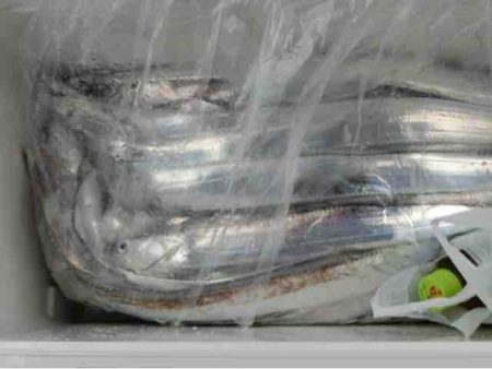 遊漁船 セトマリン 釣果