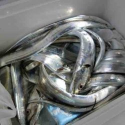 遊漁船 セトマリン 釣果