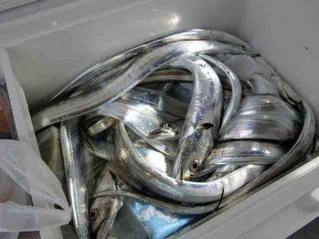 遊漁船 セトマリン 釣果