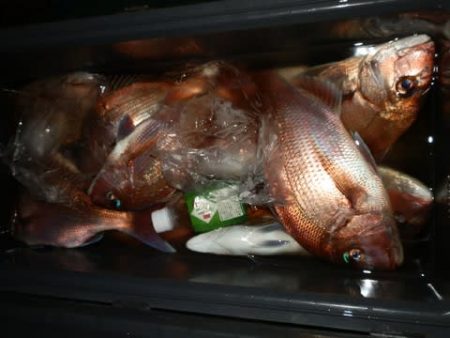 第二むつ漁丸 釣果