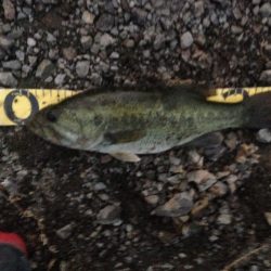 パックロッドの概念が覆るトライザ【メガバス（Megabass）トライザ　インプレッション】