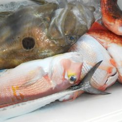 こうゆう丸 釣果