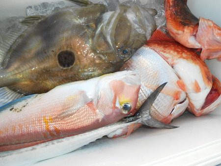 こうゆう丸 釣果