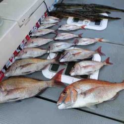 遊漁船 セトマリン 釣果