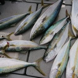 IDATEN(イダテン) 釣果