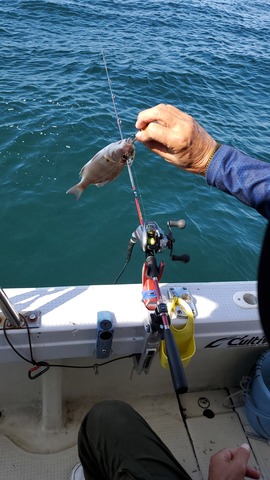 遊漁船 ニライカナイ 釣果