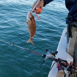 遊漁船 ニライカナイ 釣果