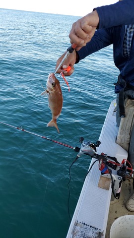 遊漁船 ニライカナイ 釣果