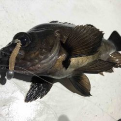 Rush(ラッシュ) 釣果