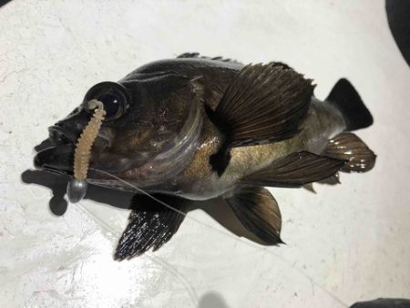 Rush(ラッシュ) 釣果