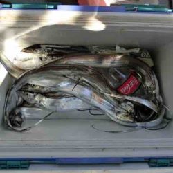 遊漁船 セトマリン 釣果