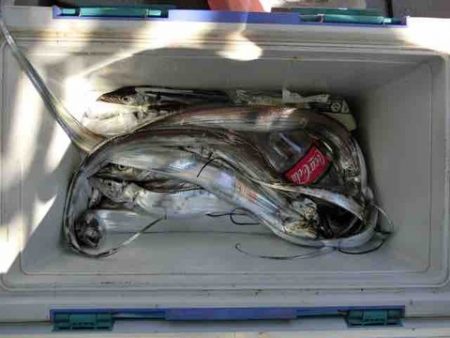 遊漁船 セトマリン 釣果