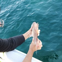 遊漁船 ニライカナイ 釣果