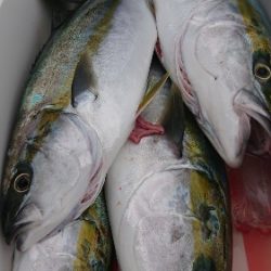 IDATEN(イダテン) 釣果