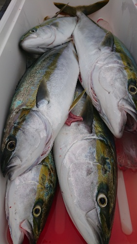 IDATEN(イダテン) 釣果