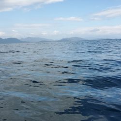 遊漁船 ニライカナイ 釣果