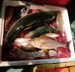 松福丸 釣果