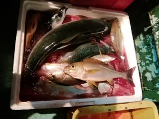 松福丸 釣果