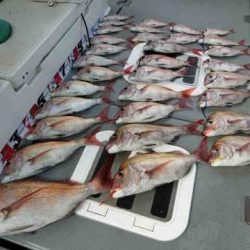 遊漁船 セトマリン 釣果