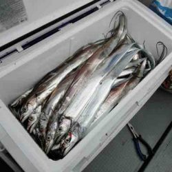 遊漁船 セトマリン 釣果