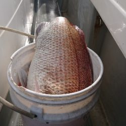 IDATEN（イダテン） 釣果