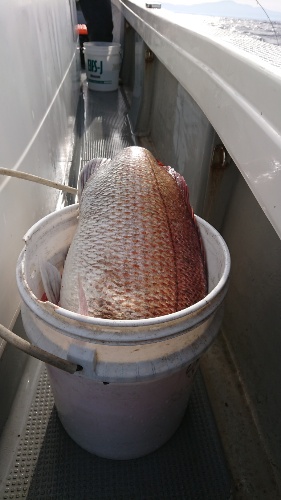 IDATEN（イダテン） 釣果