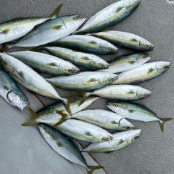 へいみつ丸 釣果