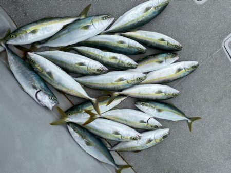 へいみつ丸 釣果