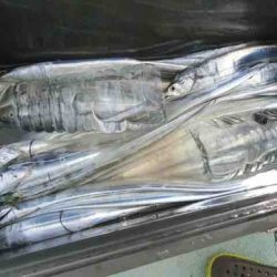 遊漁船 セトマリン 釣果