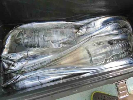 遊漁船 セトマリン 釣果