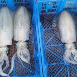 小海途 釣果