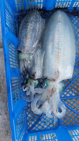 小海途 釣果