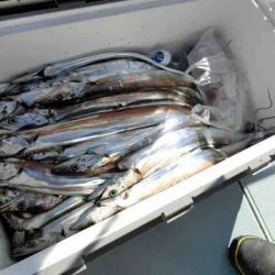 遊漁船 セトマリン 釣果