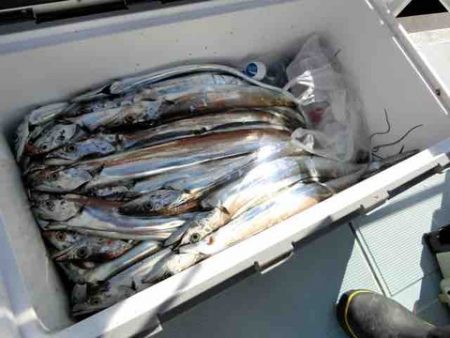 遊漁船 セトマリン 釣果