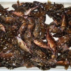 TOPGUN名古屋 釣果