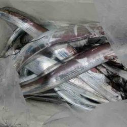 遊漁船 セトマリン 釣果