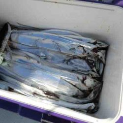 遊漁船 セトマリン 釣果