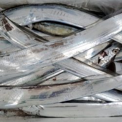 遊漁船 ニライカナイ 釣果